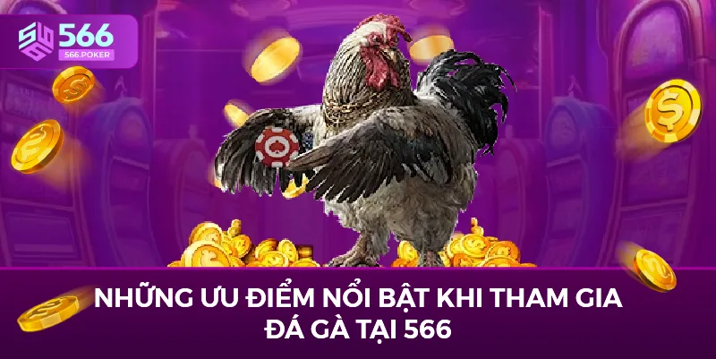 Những ưu điểm nổi bật khi tham gia đá gà tại 566