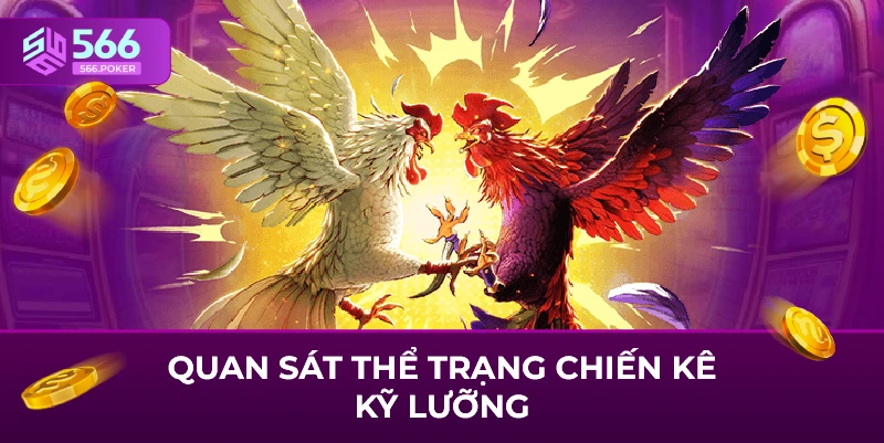Quan sát thể trạng chiến kê kỹ lưỡng