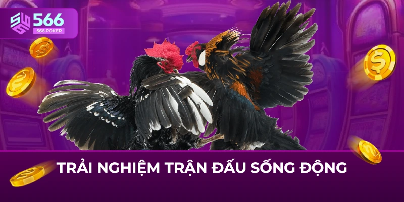 Trải nghiệm trận đấu sống động